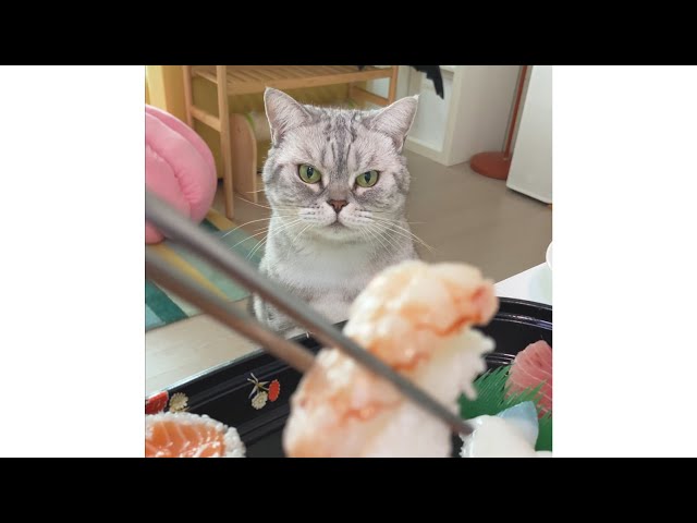 오늘은 초밥 먹는 날 (세로모드
